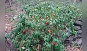 Puno: Devida capacitará a 449 familias en la producción de rocoto en Carabaya