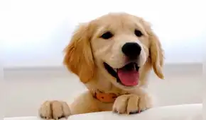 Los perros también ríen y podemos diferenciar su sonido Los perros también ríen y podemos diferenciar su sonido