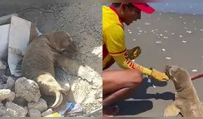 Arequipa: salvavidas rescatan a lobo de mar y lo regresan al agua en Camaná 