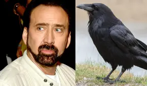 Nicolas Cage tiene una fascinación por tener mascotas exóticas, su actual engreído es un cuervo  