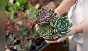 Buena fortuna: ¿cuáles son las 5 plantas de la suerte que debes tener en tu casa?