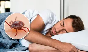 ¿Cuál es el verdadero significado de soñar con garrapatas?