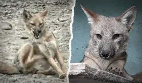 Run Run, un libro que narra la triste y desmesurada historia del zorro andino 