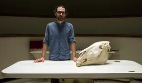 Tras las huellas de un virus perdido