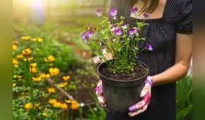 ¿Cómo lucir un jardín hermoso en verano?: tips ecológicos para cuidarlo en casa
