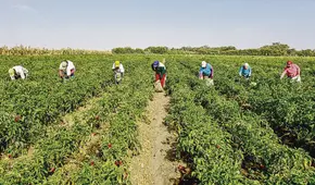 Gobierno allana el camino de nuevo shock tributario para la agroexportación