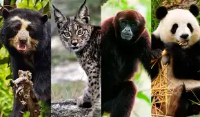 Estos son los animales en peligro de extinción en el Perú y el mundo en 2022 Estos son los animales en peligro de extinción en el Perú y el mundo en 2022