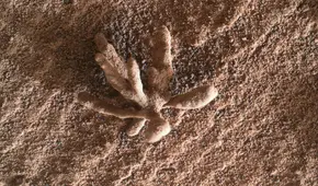 El róver Curiosity de la NASA halla una misteriosa ‘flor’ en la superficie de Marte