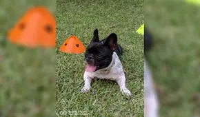 HUAWEI P50 Pro: convierte a tu mascota en influencer con cuatro tips fotográficos