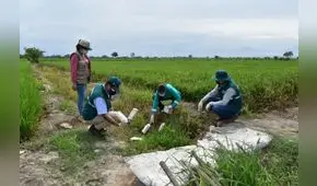 La Libertad: recogen 100 kilos de envases vacíos de plaguicidas en campos de cultivo