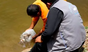 Puno: promueven la crianza de peces tropicales en Carabaya