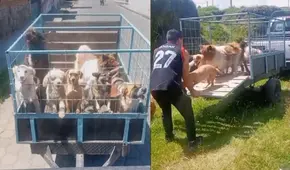Joven arregla su vehículo para llevar de paseo a sus perros rescatados y cautiva en TikTok 
