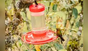 Piura: instalan bebederos de colibríes para atraer a estas aves en áreas de conservación