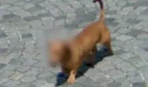Google Maps: ¿por qué el servidor ha empezado a difuminar el rostro de los animales?