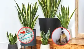 Plantas para eliminar el moho y humedad de tu casa: 3 ideas que te ayudarán