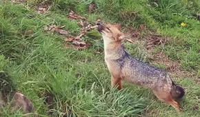 Run Run se convierte en la atracción turística de Granja Porcón 