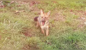 Así liberaron al zorro Run Run en su nuevo hogar tras ser víctima del tráfico de animales