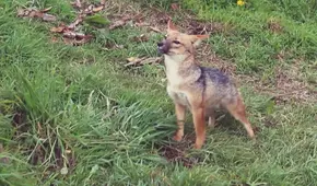 Run Run: ¿por qué ya no puede regresar a su hábitat natural?