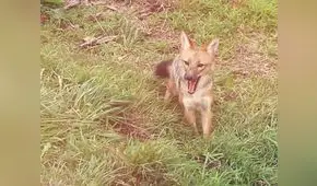 Nueva vida para Run Run