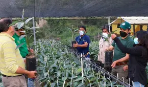 Puno: promueven siembra de paltas Hass y Fuerte como cultivos alternativos