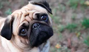 La UE sugiere poner en cuarentena a las mascotas de los contagiados de viruela del mono