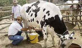 Nutricionistas exigen una explicación por aval a leche Gloria