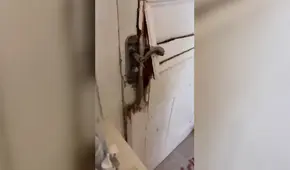 Policía de Shanghái rompe la puerta de una casa para llevarse a supuesta contagiada de COVID-19