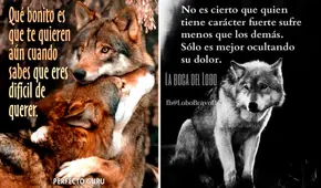 ¿Cuál es el origen de los divertidos memes de lobos que reflexionan?