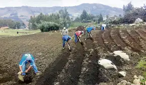 Producción del agro peruano caería 30% y desataría crisis alimentaria     