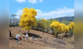 Piura: buscan proteger bosque de guayacanes en Sullana