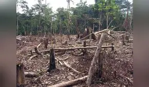Perú perdió bosques de la Amazonía equivalentes a más de la mitad de Lima Metropolitana en 2022