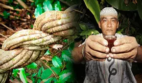Ayahuasca: ¿qués es y en que consiste su ritual tan famoso?