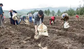 Unas 30 empresas buscan proveer de urea al Perú