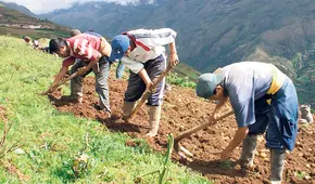 Agrobanco dará créditos a agricultores con deudas vencidas
