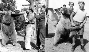 Wojtek: la historia del oso que fue un soldado en la Segunda Guerra Mundial Wojtek: la historia del oso que fue un soldado en la Segunda Guerra Mundial