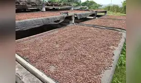 Amazonas: Perú es incluido en lista de riesgo por exportar cacao contaminado
