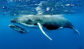 ¿Soñar con ballenas siempre se relaciona con situaciones positivas?