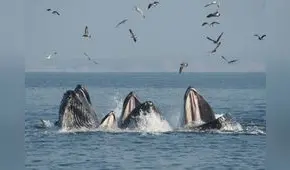 Inicia la temporada de avistamiento de ballenas en Tumbes