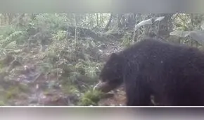 Cámaras trampa registran oso de anteojos en Cajamarca