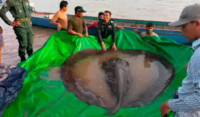 Descubren al pez de agua dulce que podría ser “el más grande del mundo”: una raya de 300 kilos Descubren al pez de agua dulce que podría ser “el más grande del mundo”: una raya de 300 kilos
