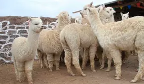 Puno: ola de frío provoca muerte de cerca de 900 crías de ovino y alpaca