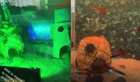 Mujer renueva su pecera como la casa de Bob Esponja para dar la bienvenida a sus nuevos peces