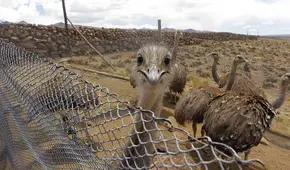 Iniciarán estudios sobre el suri, ave en peligro de extinción