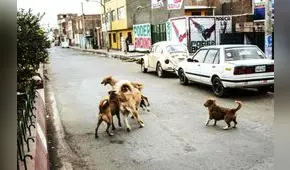Puno: se registra el primer caso de rabia canina en Juliaca