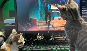 Stray: refugio de animales transmite el juego para recaudar fondos y rescatar gatitos