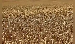 FAO mantiene previsiones de producción mundial de cereales para la temporada 2023-2024