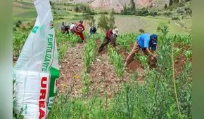 Fertilizantes: habrá un cuarto proceso de licitación de urea, confirma Midagri