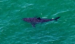 Niño de 8 años es atacado por 3 tiburones y logra sobrevivir