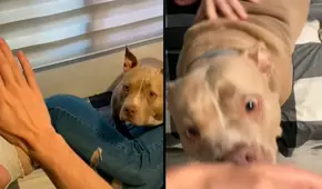 Perrita de raza ‘American Bully’ se molesta con su dueño, cuando este fastidia a su novia