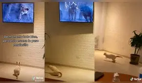 Gatito es captado viendo “El rey león” y tiene tierna reacción cuando aparecen las hienas